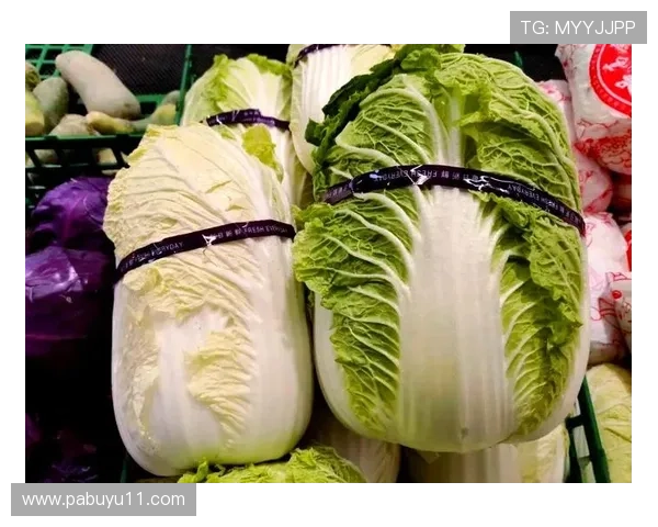 全面解析白菜论坛大全:各大论坛资源汇总与推荐